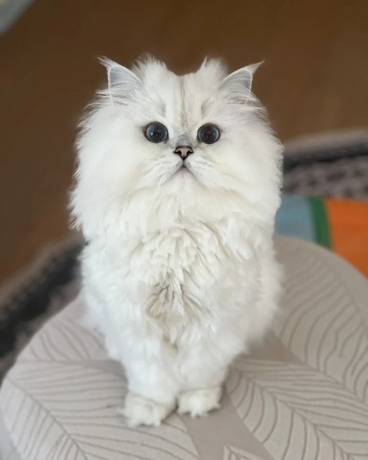 Bubba, a white Persian cat with blue eyes, sitting up straight like he is chairing a meeting