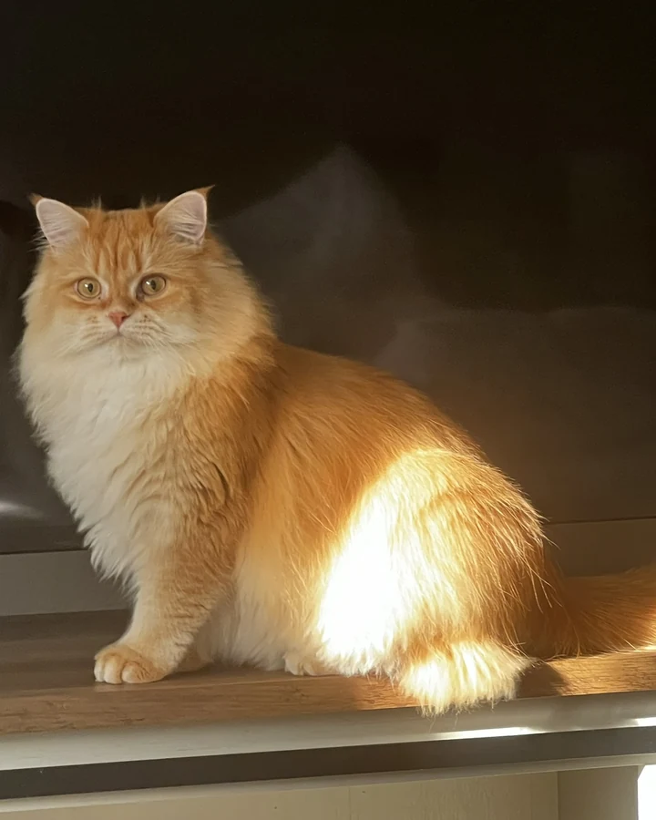 Yuto, an orange Persian cat sitting in a beam of golden light
